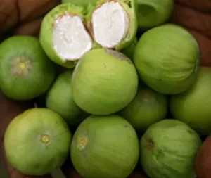 Buy Voacanga Africana online